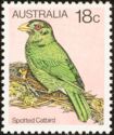 Spotted Catbird (Ailuroedus maculosus)