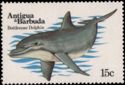 Common Bottlenose Dolphin (Tursiops truncatus)