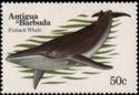 Finback Whale (Balaenoptera physalus)
