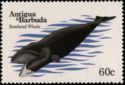 Bowhead Whale (Balaena mysticetus)