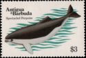 Spectacled Porpoise (Phocaena dioptrica)