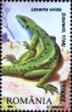 European Green Lizard (Lacerta viridis)