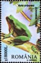 European Tree Frog (Hyla arborea)