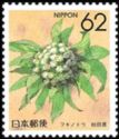 Butterbur Flower (Akita)