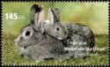 Domestic Rabbit (Oryctolagus cuniculus domesticus)