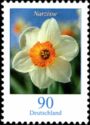 Narcissus (Narcissus poeticus)