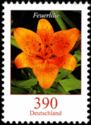 Fire Lily (Lilium bulbiferum)