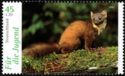 Pine Marten (Martes martes)