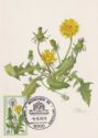 Loewenzahn (Taraxacum officinale)