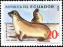 Galapagos Sea Lion (Zalophus wollebaeki)