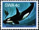 Killer Whale (Orcinus orca)
