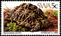 Serrated Tortoise (Psammobates oculifer)