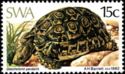 Leopard Tortoise (Geochelone pardalis)