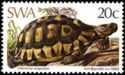 Angulate Tortoise (Chersina angulata)