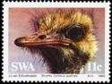 Southern African Ostrich (Struthio camelus australis)