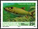 Largemouth Yellowfish (Barbus kimberleyensis)