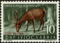 Eastern Red Deer (Cervus elaphus montanus)