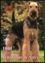 Airedale Terrier (Canis lupus familiaris)