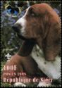 Basset Hound (Canis lupus familiaris)