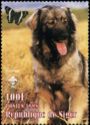 Leonberger (Canis lupus familiaris)