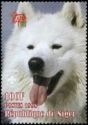 Samoyed Dog (Canis lupus familiaris)