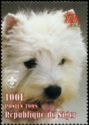 West Highland White Terrier (Canis lupus familiaris)