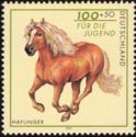 Haflinger Horse (Equus ferus caballus)