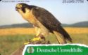 Deutsche Umwelthilfe: Wanderfalke