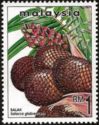 Salak Palm fruit (Salacca glabrescens)
