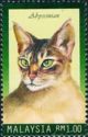 Abyssinian (Felis silvestris catus)