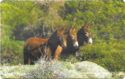 Karpaz Esekleri (Cyprus Donkeys)