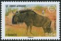 Blue Wildebeest (Connochaetes taurinus)