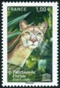 Florida Panther (Puma concolor)
