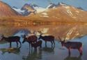 North Norway. Reindeer by a mountain lake