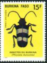 Beetle (Phryneta aurocinta)