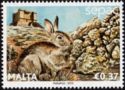 European Rabbit (Oryctolagus cuniculus)