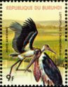 Marabou Stork (Leptoptilos crumeniferus)