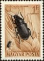 Corn Ground Beetle (Zabrus tenebrioides)