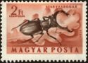 Stag Beetle (Lucanus cervus)