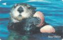 Sea Otter