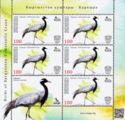 Demoiselle Crane (Anthropoides virgo)
