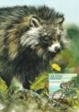 108. Raccoon Dog (Nyctereutes procyonoides)