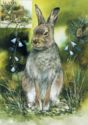 106. Arctic Hare (Lepus timidus)