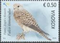 Common kestrel (Falco tinnunculus)