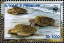 Lapidochelys olivacea