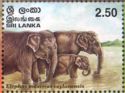 Ceylon Elephant (Elephas maximus ceylonensis)