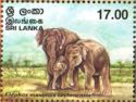 Ceylon Elephant (Elephas maximus ceylonensis)