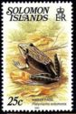 Marsh Frog (Platymantis solomonis)