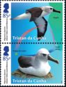 Atlantic Yellow-nosed Albatross (Thalassarche chlororhynchos
