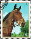 Horse (Equus ferus caballus)